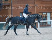 Caletto della Verdina Tosc Tour2013- S5 1903 : Arezzo, Caletto della Verdina, Cavalli d'Italia, Toscana Tour 2013, foto di Stefano Secchi ©